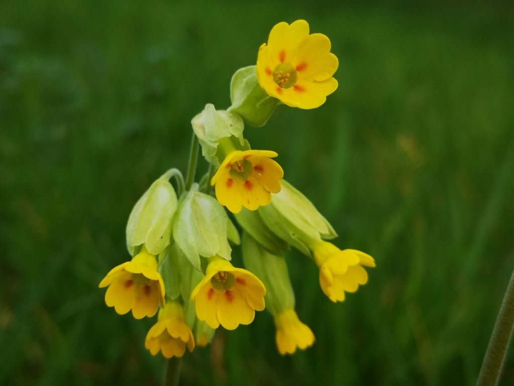 Primula veris — a medium houseplant, prefers partial sun light