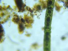 Haplotaenium minutum