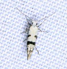 Argyresthia austerella