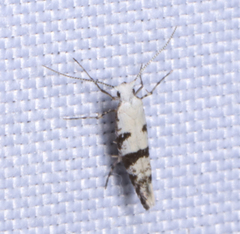 Argyresthia austerella