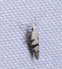 Argyresthia austerella