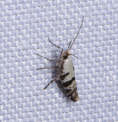Argyresthia austerella