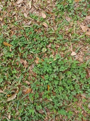 Trifolium repens