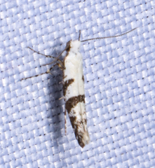 Argyresthia austerella