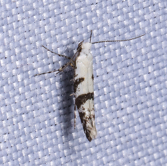 Argyresthia austerella