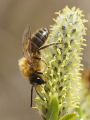 Colletes cunicularius