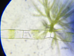 Draparnaldia glomerata