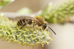Colletes cunicularius