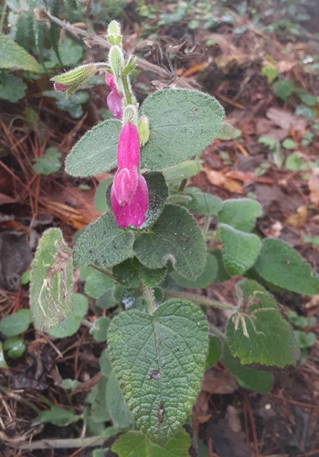 Image of Salvia dorisiana by no rights reserved