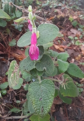 Salvia dorisiana