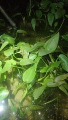 Pontederia vaginalis
