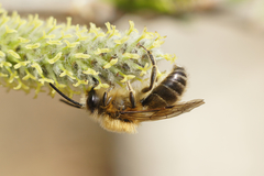 Colletes cunicularius