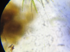 Draparnaldia glomerata