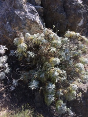 Constancea nevinii