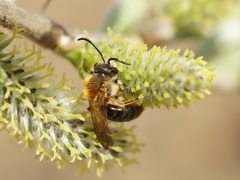 Andrena haemorrhoa