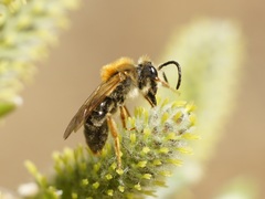 Andrena haemorrhoa