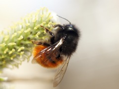 Osmia cornuta