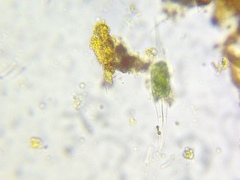 Closterium kuetzingii