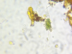 Closterium kuetzingii