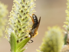 Andrena haemorrhoa