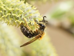Andrena haemorrhoa