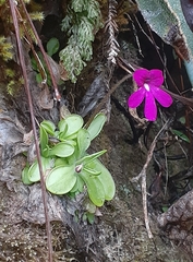 Pinguicula mesophytica