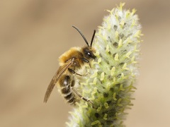 Colletes cunicularius
