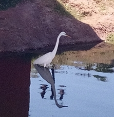 Ardea alba