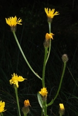 Crepis conyzifolia