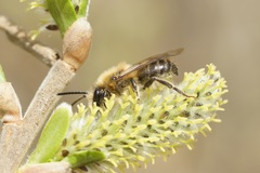 Colletes cunicularius