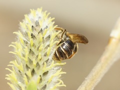 Andrena