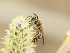 Andrena
