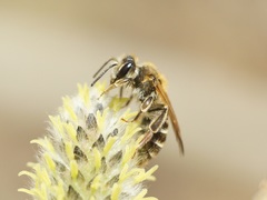 Andrena