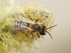 Andrena