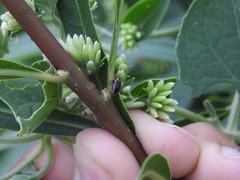 Aspidobothrys ruficeps