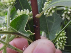 Aspidobothrys ruficeps