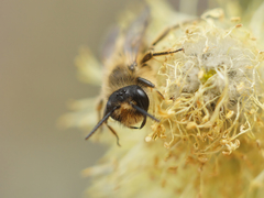 Andrena