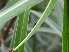 Aspidobothrys ruficeps
