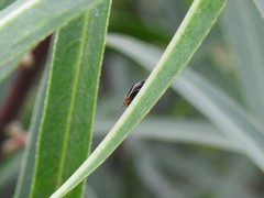 Aspidobothrys ruficeps