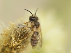 Andrena