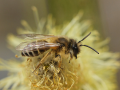 Andrena