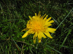 Crepis conyzifolia