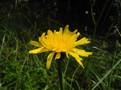 Crepis conyzifolia