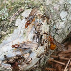 Prenolepis nitens