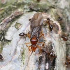Prenolepis nitens