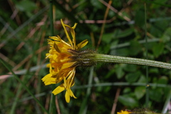 Crepis conyzifolia