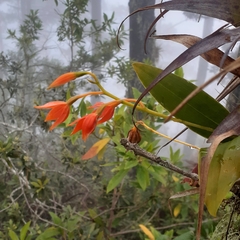Prosthechea vitellina