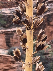 Agave utahensis