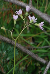 Crepis froelichiana dinarica