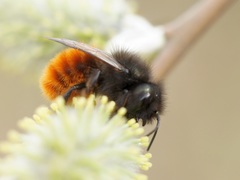 Osmia cornuta